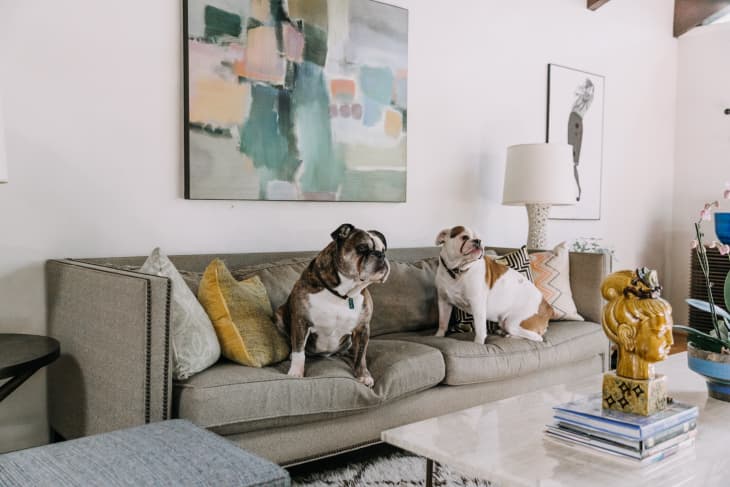 Pet and kid friendly couches sales